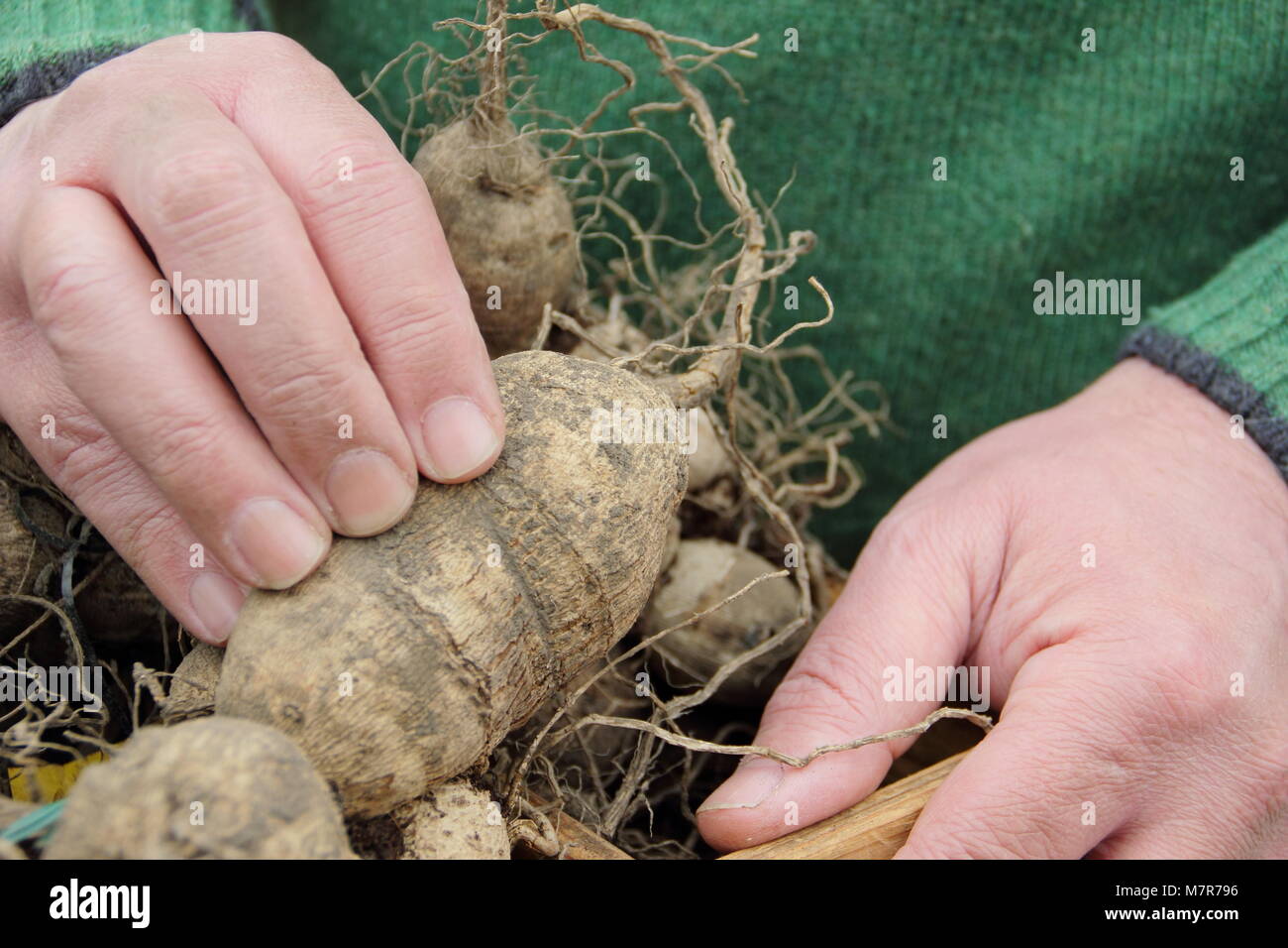 Rotting dahlia tuber hires stock photography and images Alamy