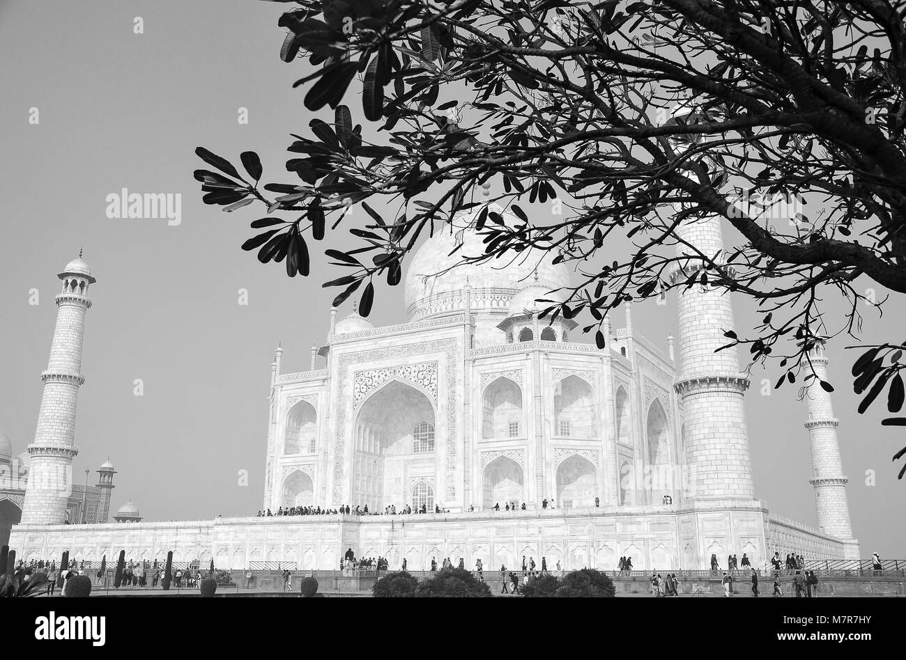 The iconic Taj Mahal in black and white, framed by a large Mimusops tree Stock Photo