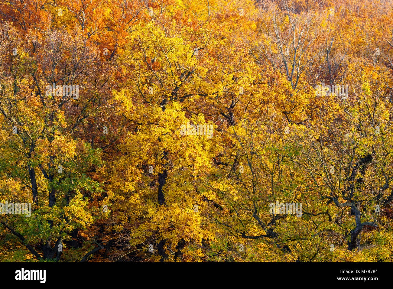 Herbstlandschaft im Harz Baumgruppe mit Laubfärbung Stock Photo