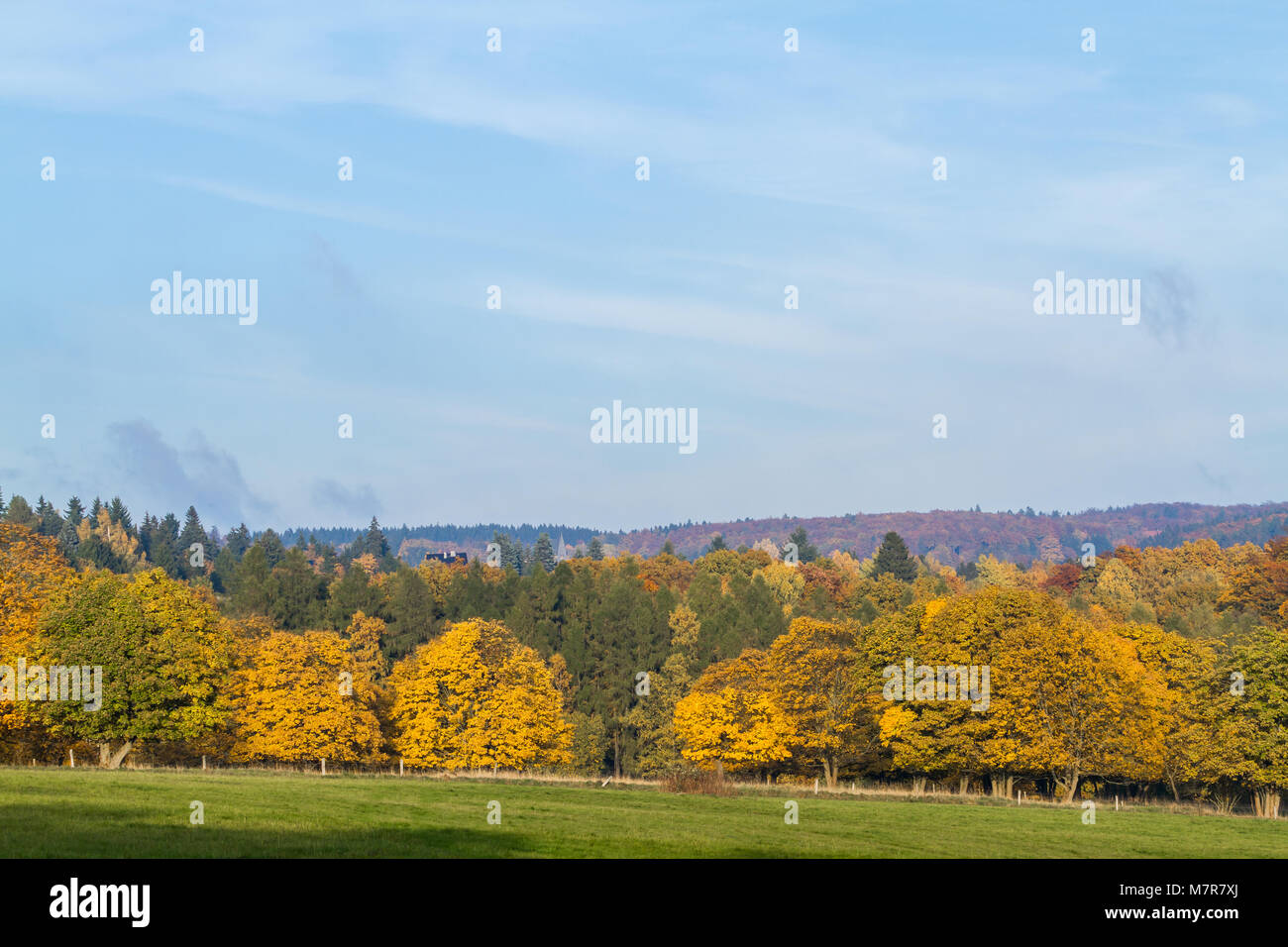 Herbstlandschaft Im Harz Baumgruppe Mit Laubfarbung Stock Photo Alamy