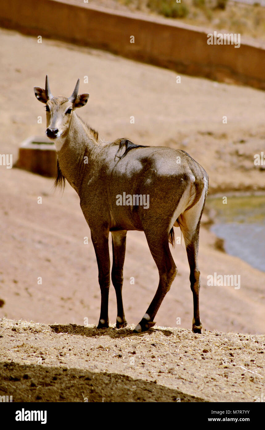 Male of Nilgai Stock Photo