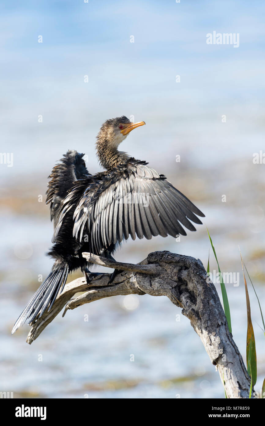 Reed cormorant (Phalacrocorax africanus), sitting on a dead tree and drying the wings, Western cape province, Wilderness national park, South Africa Stock Photo