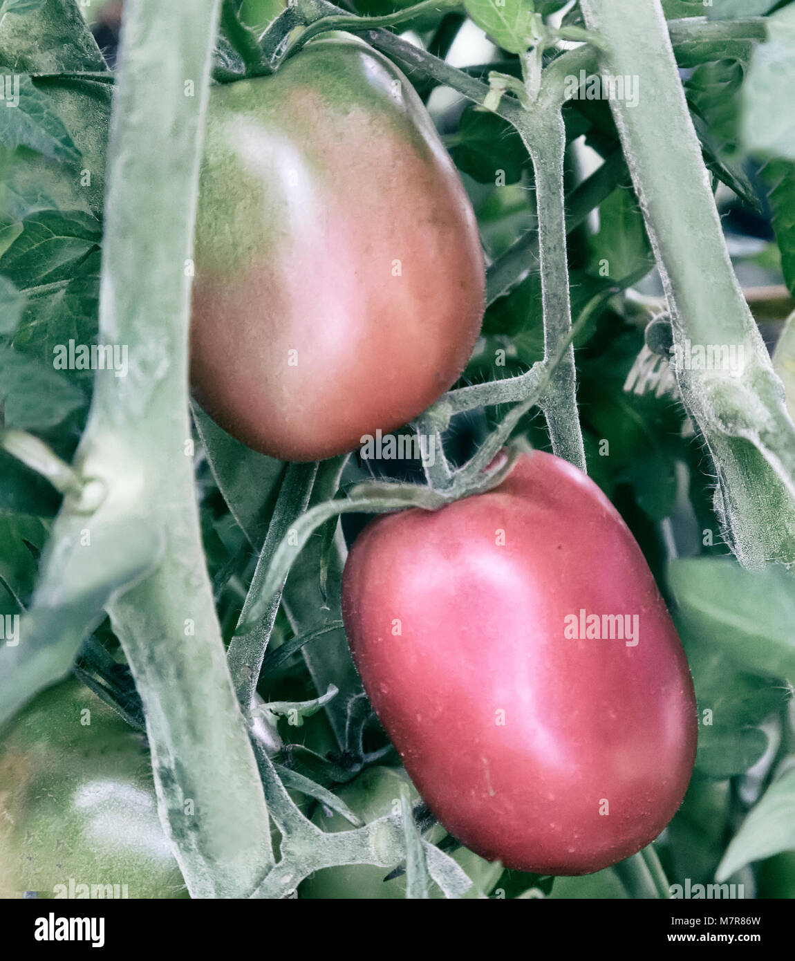 Tomatoes ripen on the branches of a Bush Stock Photo - Alamy