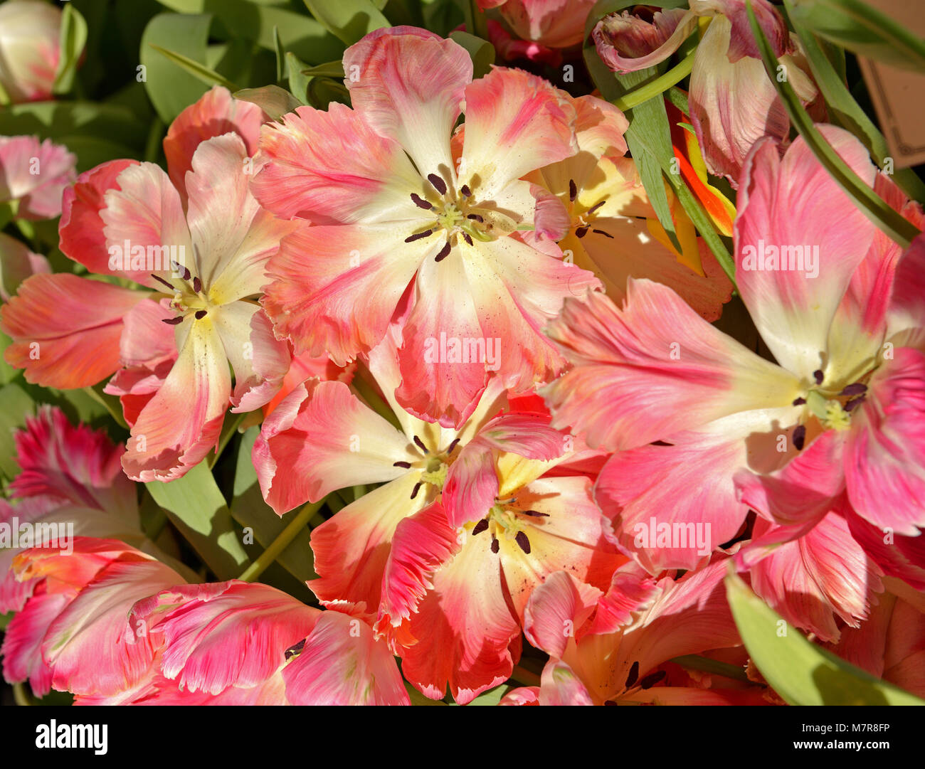Tulip Lily Flowering Ballade Dream Stock Photo