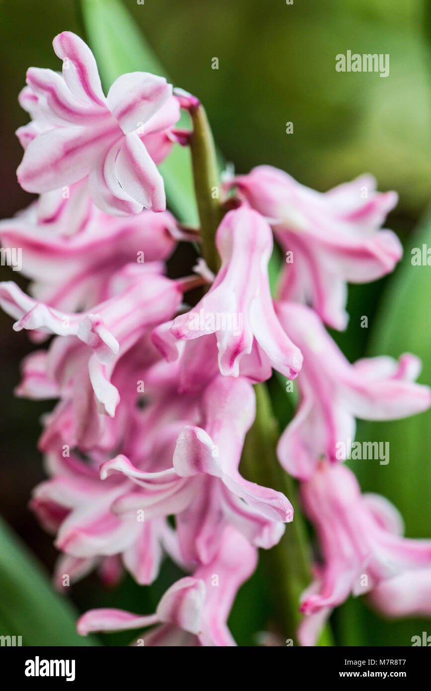 Hyacinth blooms hires stock photography and images Alamy