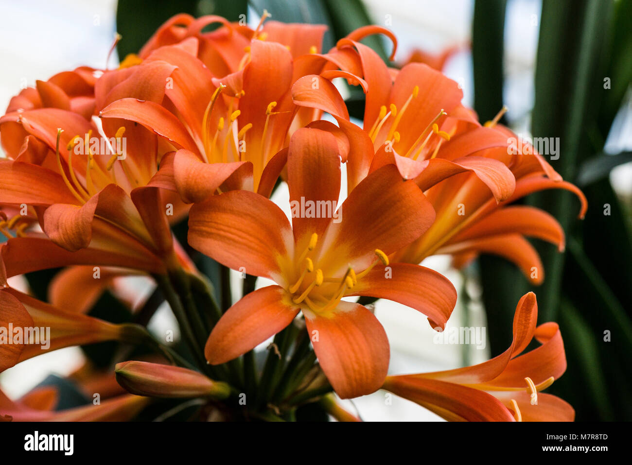 An orange Natal lily (Clivia miniata) in flower Stock Photo