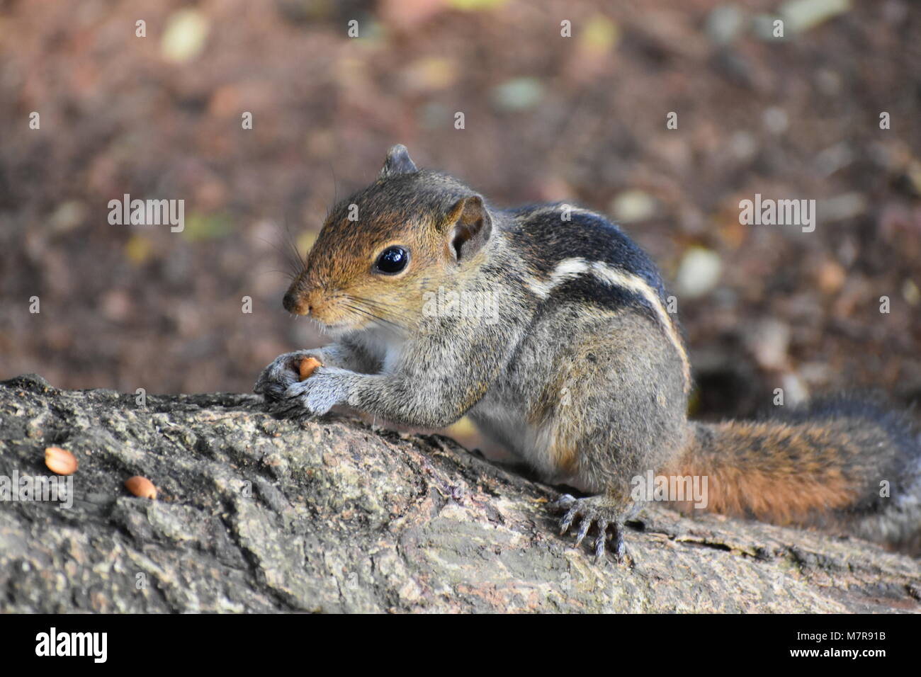 Maram keri annan hi-res stock photography and images - Alamy Maram keri annan hi-res stock photography and images - Alamy
