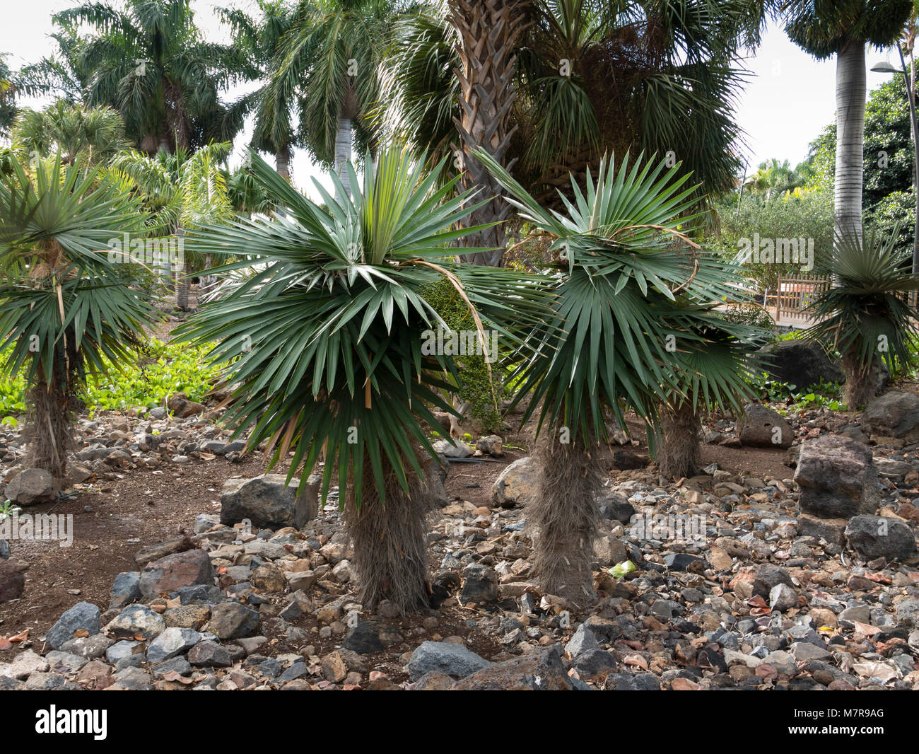 Coccothrinax borhidiana, Palmetum, botanical garden, Santa Cruz de Tenerife, Tenerife, Spain. Stock Photo
