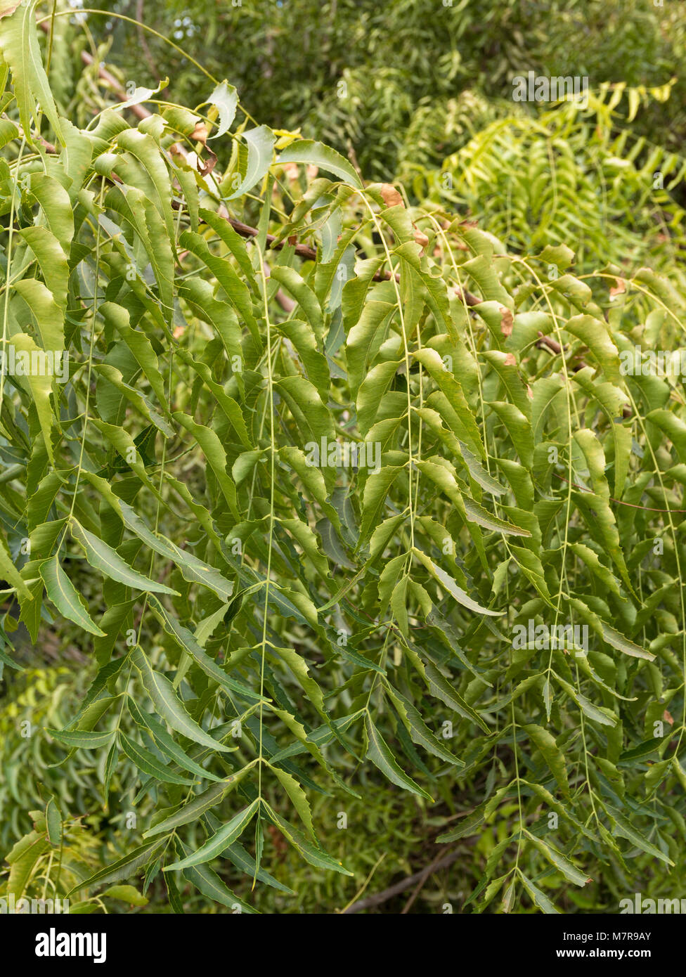 Azadirachta indica, commonly known as neem. Palmetum, botanical garden, Santa Cruz de Tenerife, Tenerife, Spain. Stock Photo