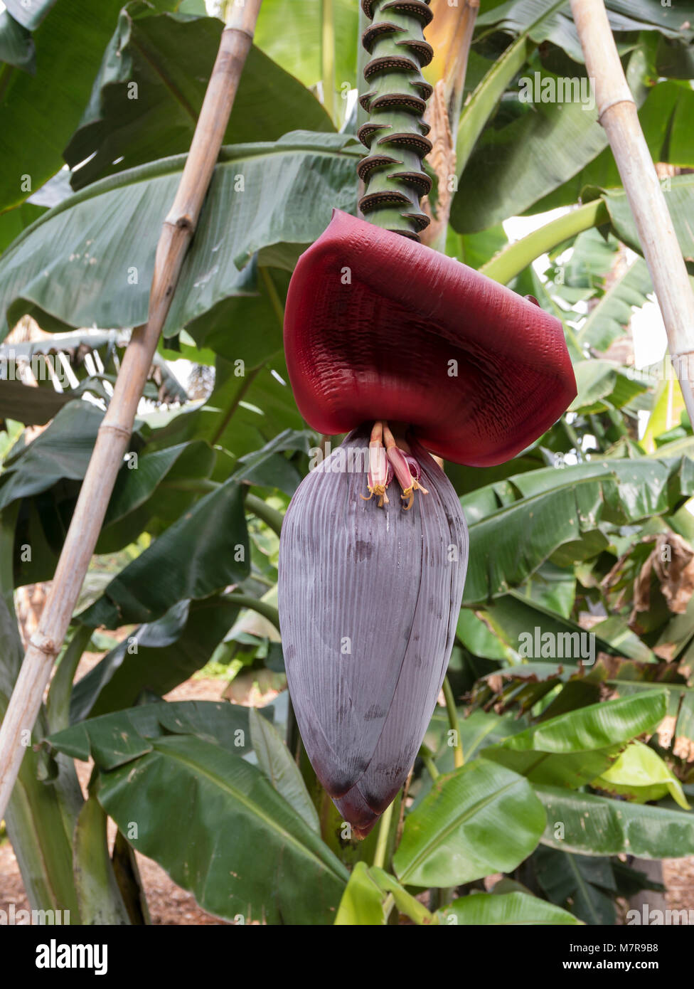 Flowering red banana plant, showing banana blossom. Palmetum, botanical