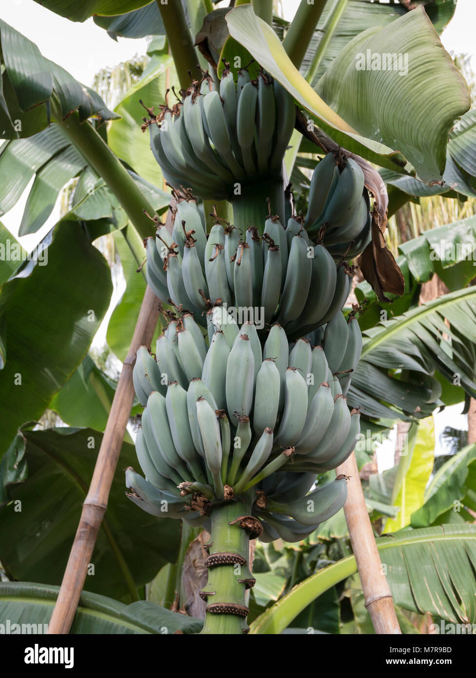 Red banana plant, Palmetum, botanical garden, Santa Cruz de Tenerife, Tenerife, Spain Stock