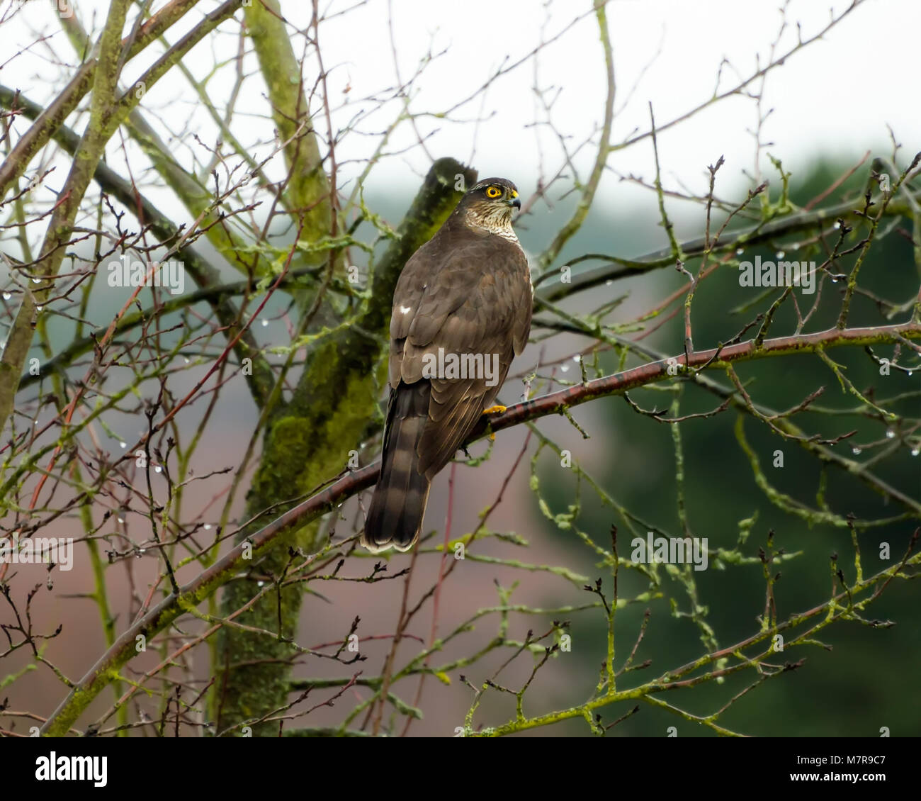 An eurasian sparrowhawk, Accipiter nisus, perched on a raised branch in a fruit tree in a garden waiting for the prey, birds, on a winter day, Germany Stock Photo