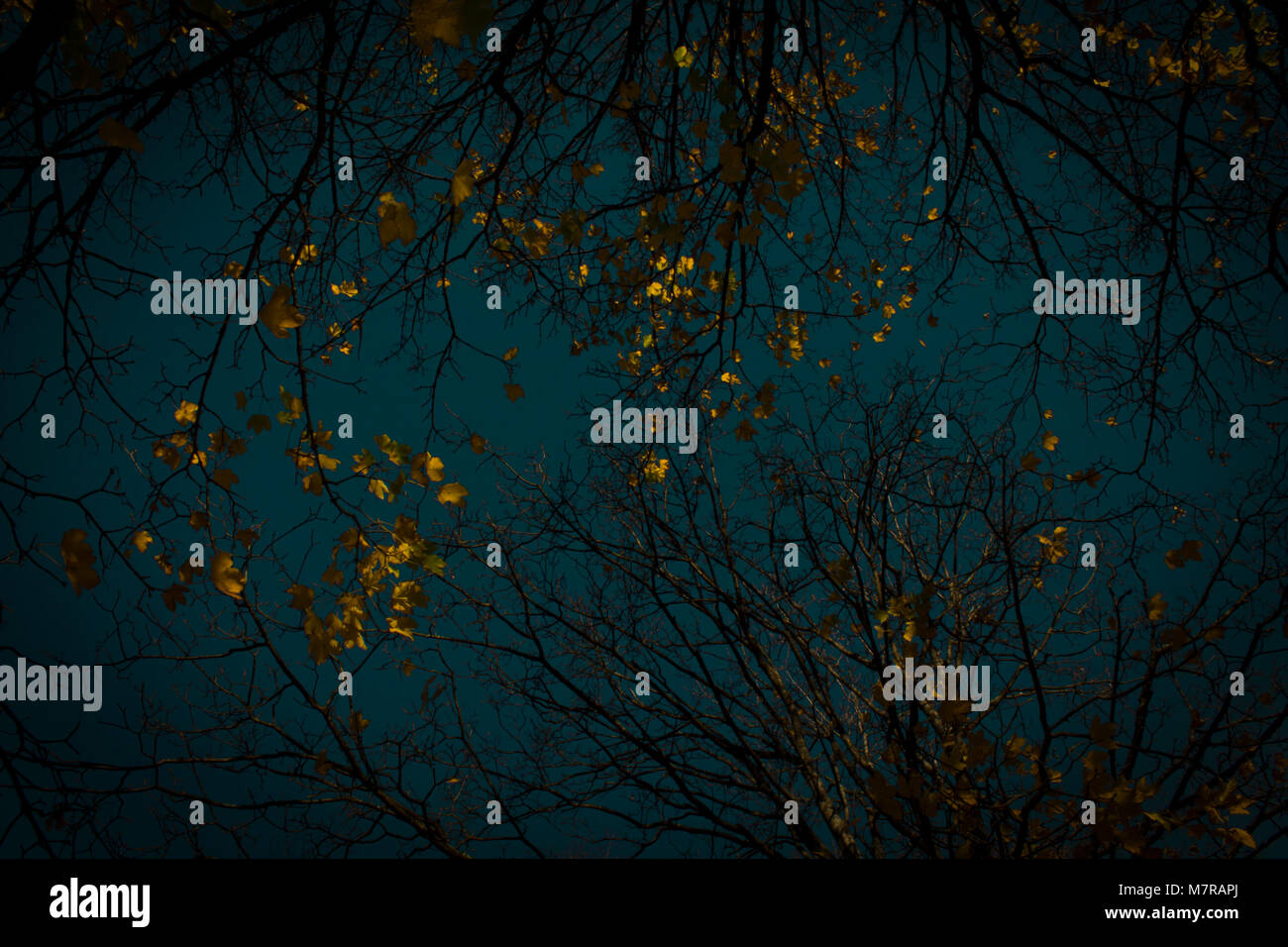 autumn leaves against the blue sky Stock Photo - Alamy