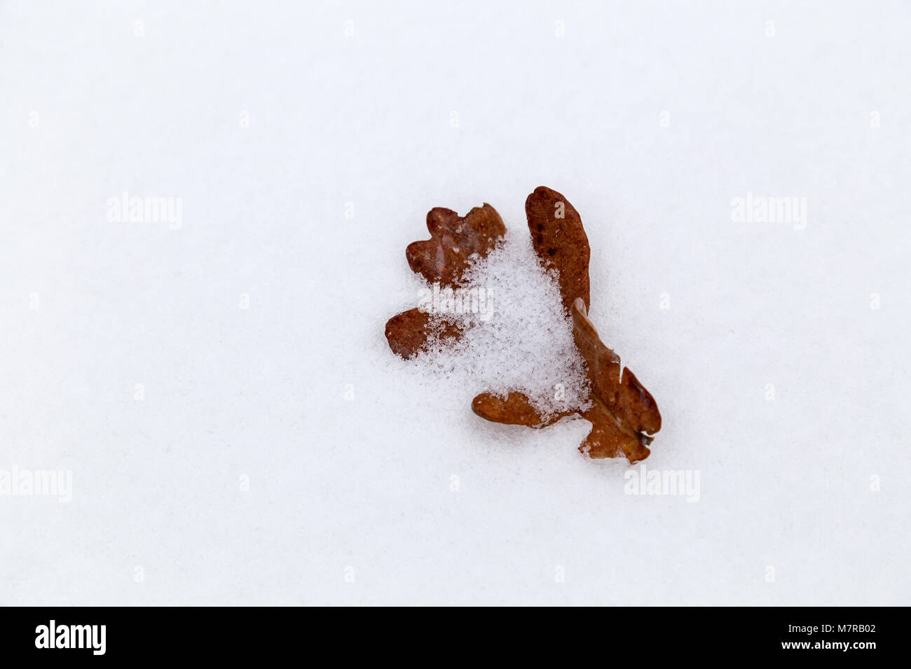 leaf in snow,leaf looking like a hand in snow,frond, flag, needle,snowfall snowstorm sleet snowdrift,snowfall,snowstorm,sleet Stock Photo