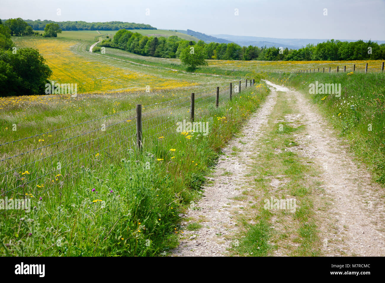 South Downs Way, a  long distance footpath and bridleway along the South Downs hills in Sussex, Southern England, UK Stock Photo