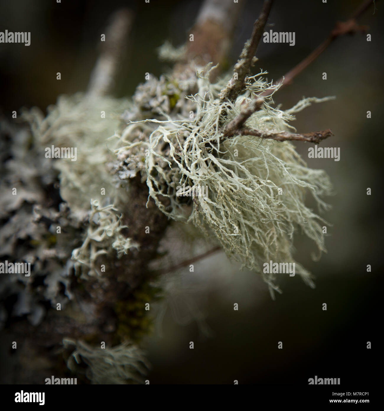 Close up of lichen fronds on a twig with bokeh Stock Photo