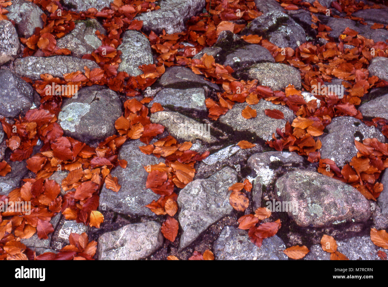 Fallen beech leaves and stones in autumn Stock Photo