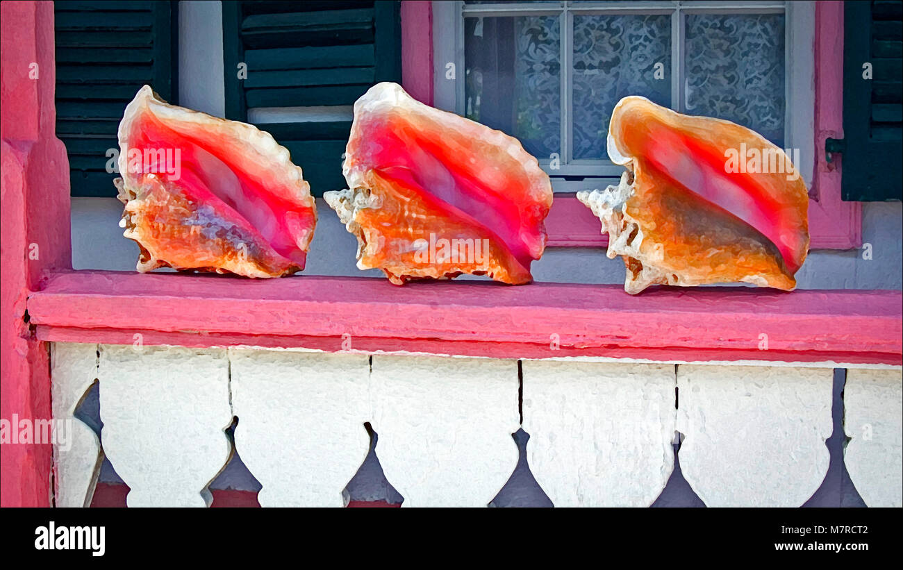 True conch hi-res stock photography and images - Alamy