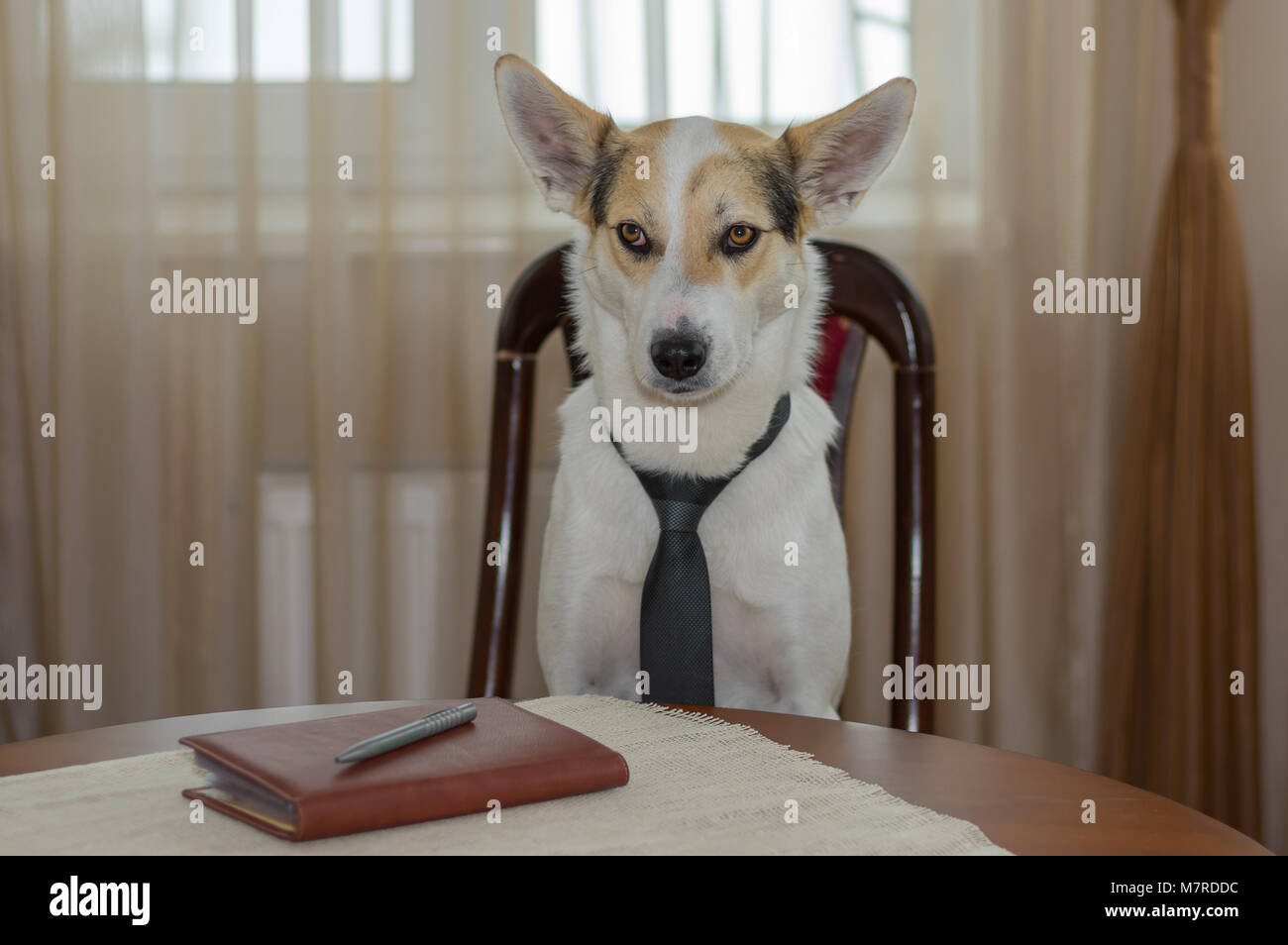 Indoor portrait of white mixed-breed dog wearing necktie, hard thinking  while sitting on a chair at the table Stock Photo