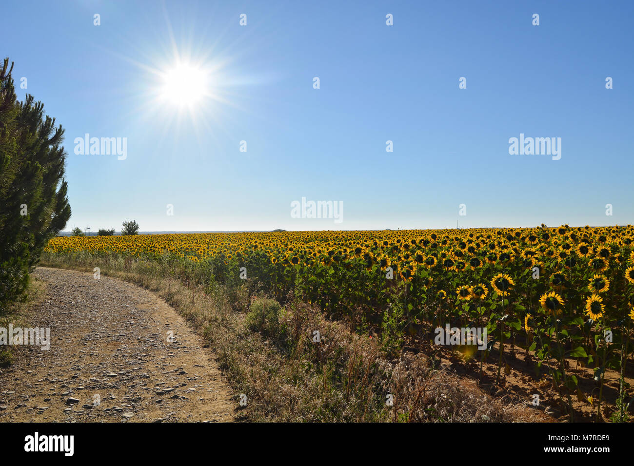 Sunflowers facing the sun Stock Photo - Alamy