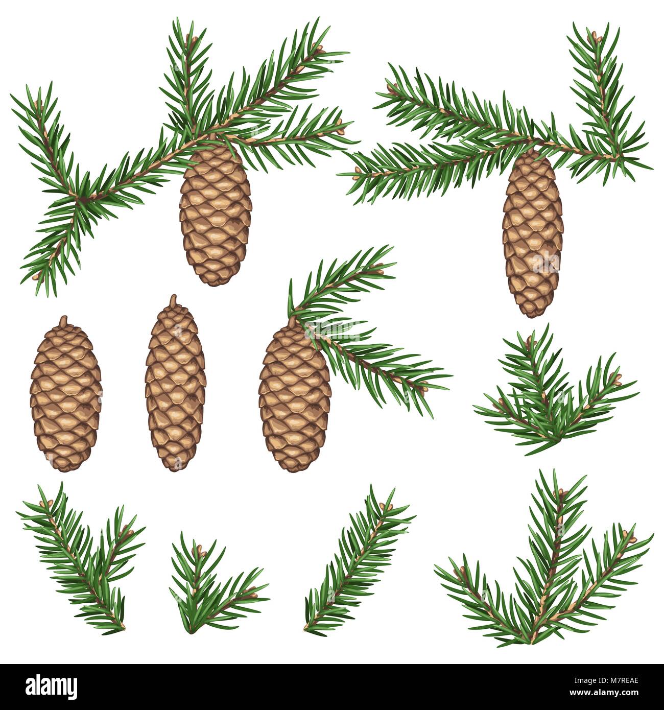 Set of fir branches and cones. Detailed vintage illustration Stock ...