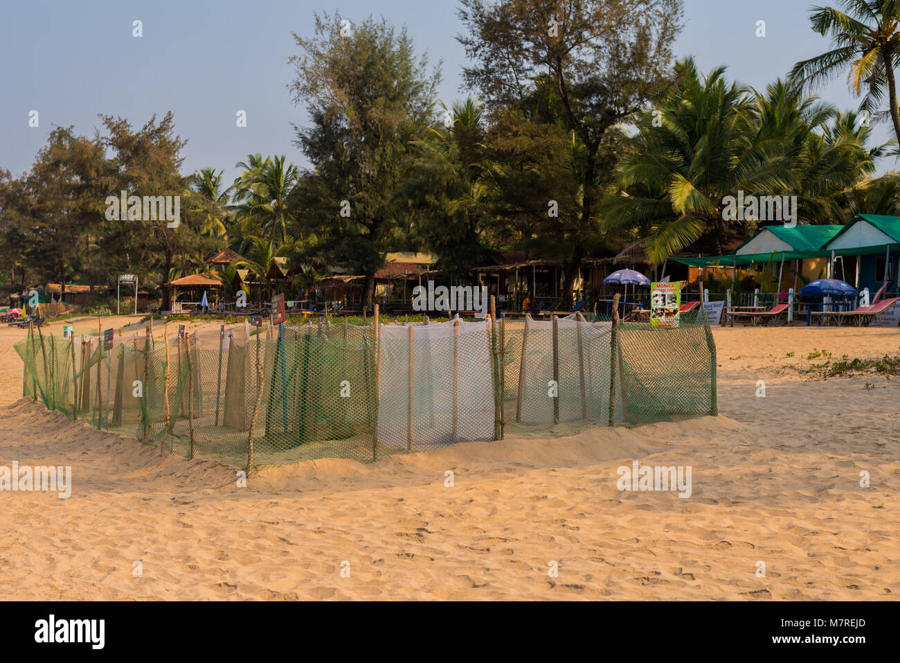 Agonda Beach, Goa/India- March 3 2019: Olive Ridley Turtle eggs protected by Forest officials at Agonda Beach in Goa, India Stock Photo