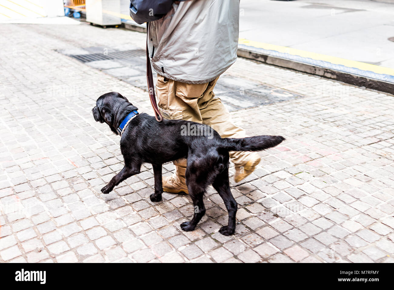 Black labrador service dog walking on leash in New York City Manhattan NYC cobblestone European street with owner, tail coat on street Stock Photo