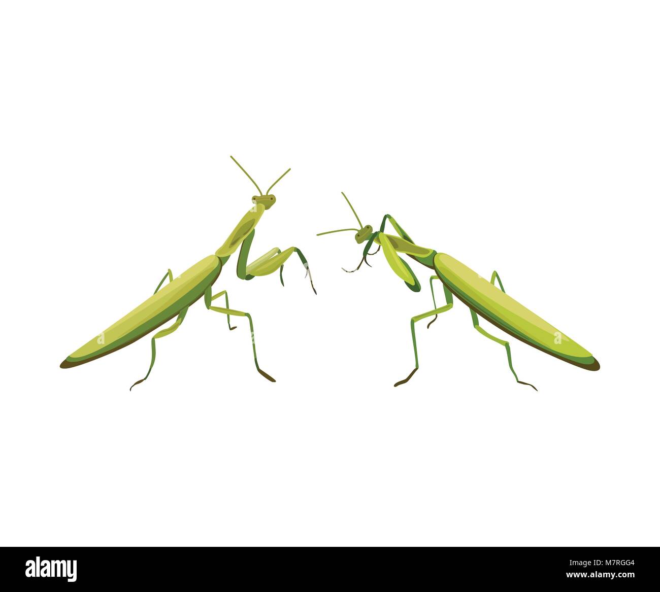 vector illustration of two praying mantis are fighting. Vector praying
