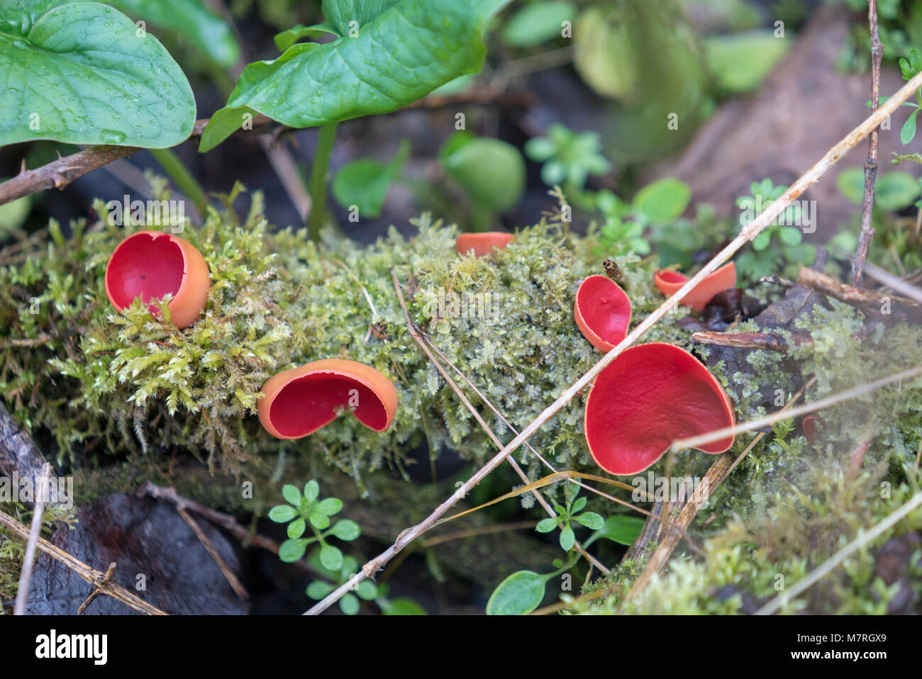 Spring mushroom, fungus, Sarcoscypha coccinea, the scarlet elf cup on the damp forest floor in Great Elm, Somerset UK Stock Photo