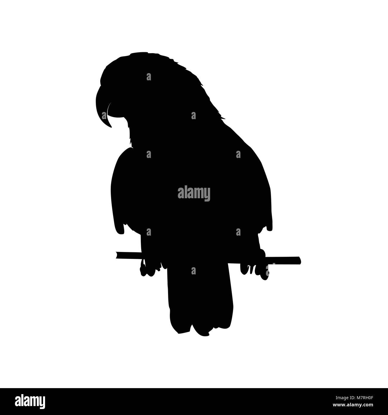 vector illustration of black parrot silhouette. Vector parrot silhouette Stock Vector