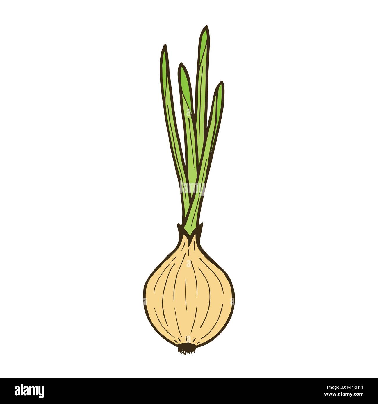Cartoon onion hi-res stock photography and images - Alamy