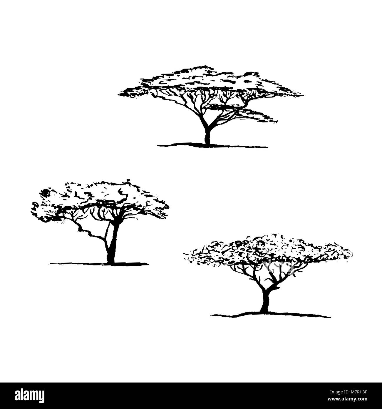 Acacia Tree Outline