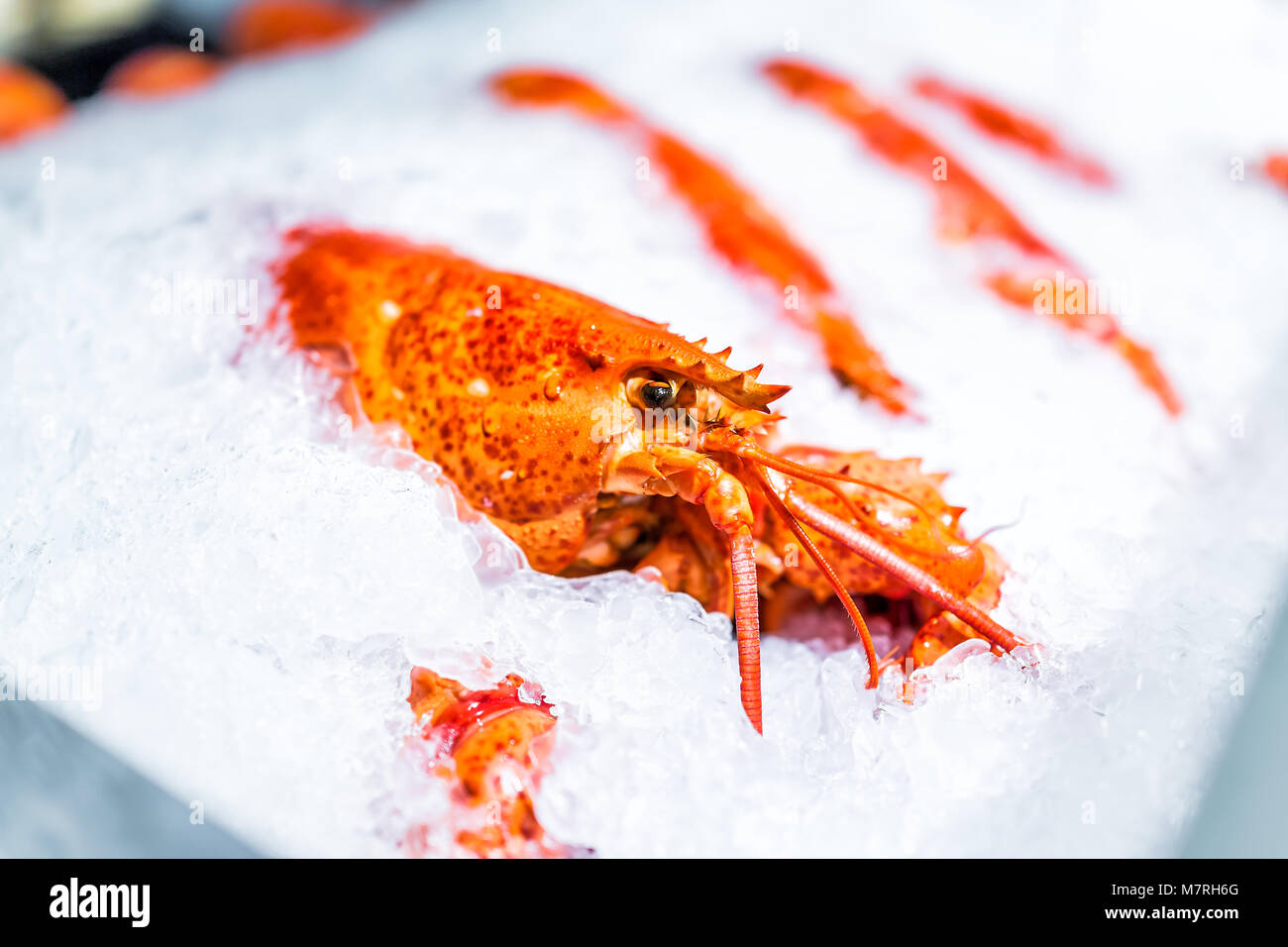 Macro closeup of one sad cooked red orange whole lobster eyes on ice in seafood market display isolated Stock Photo