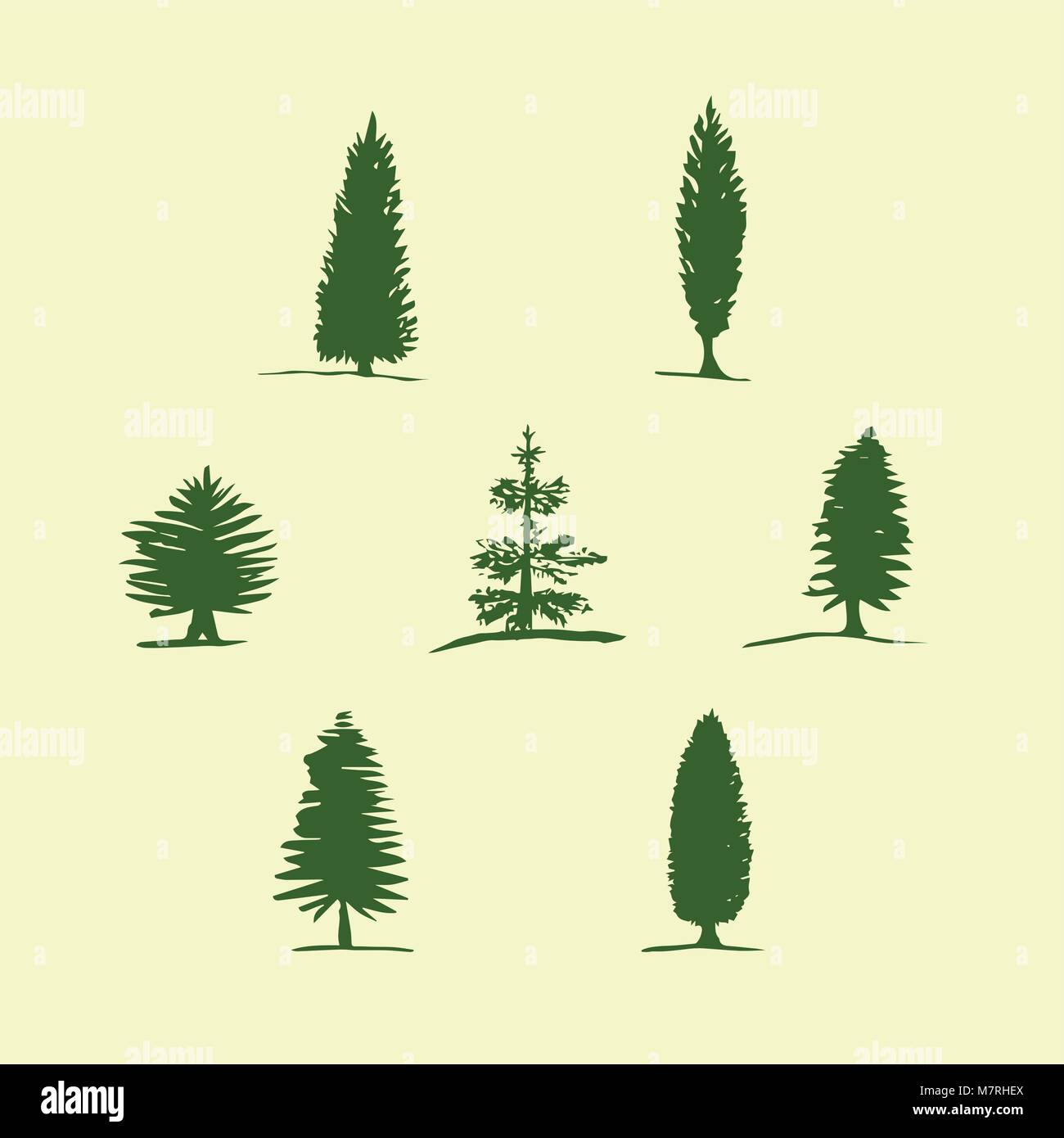Cypress tree botanical illustration hi-res stock photography and images ...