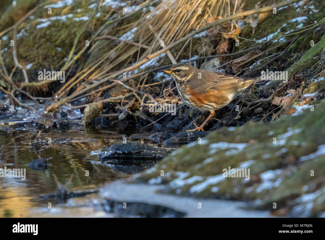 Redwing (Turdus iliacus) by water for drinking Stock Photo