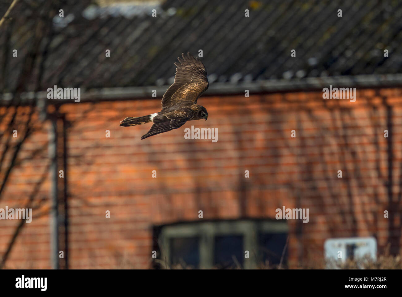 Northern Harrier (Circus cyaneus) 2 cy in flight in front of house Stock Photo
