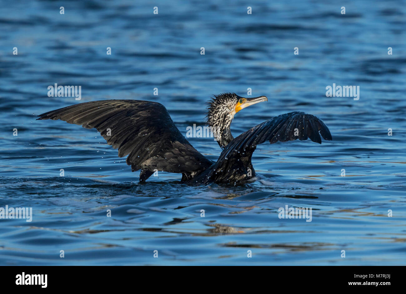 Great Cormorant bathing, (Phalacrocorax carbo) Stock Photo