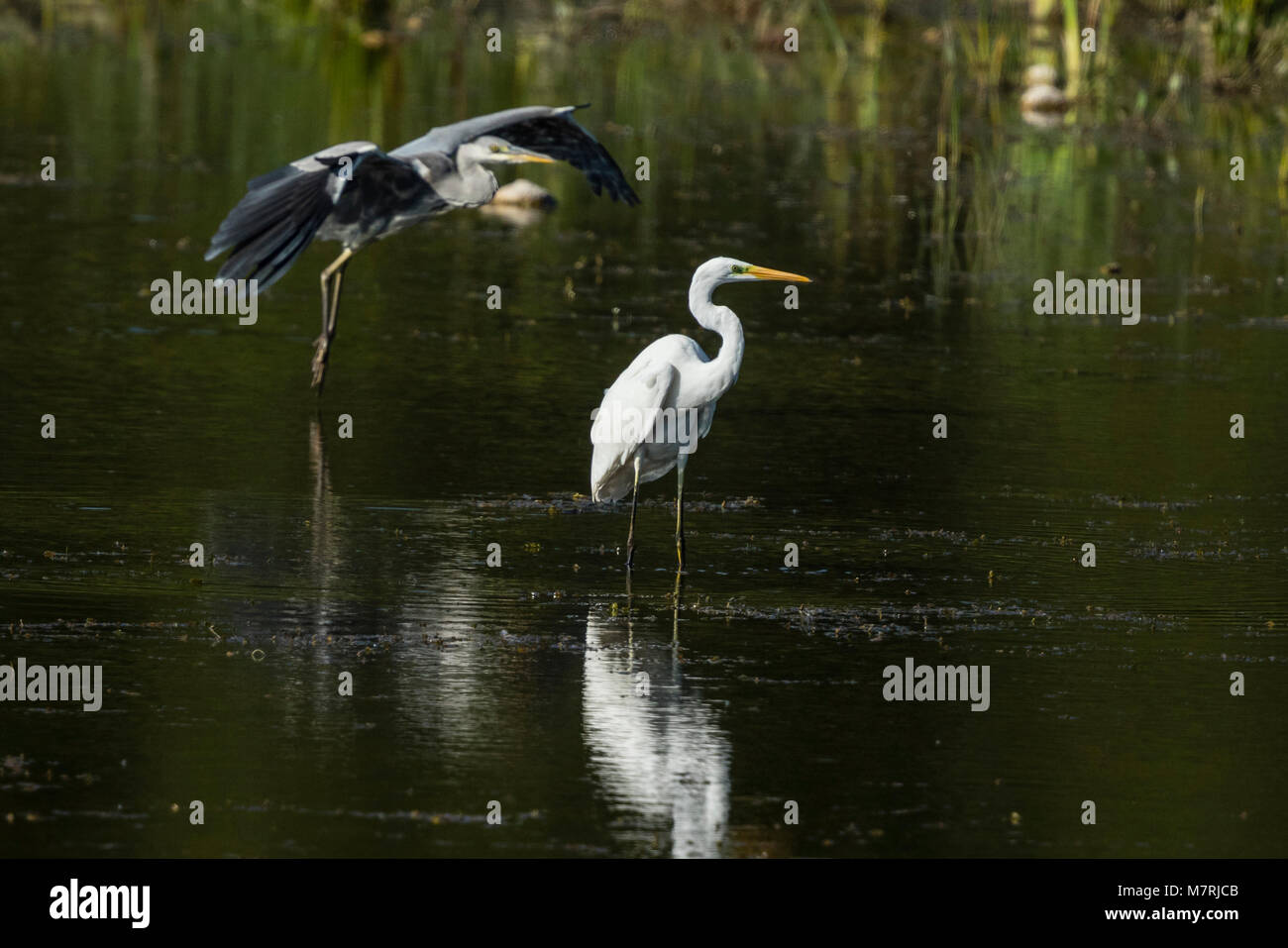 Great Egret (Ardea alba) and Grey Heron (Ardea cinerea) Stock Photo