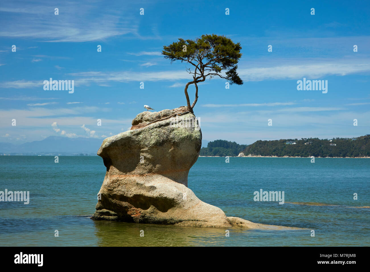 Tree on rock, Tinline Bay, Abel Tasman National Park, Nelson Region ...