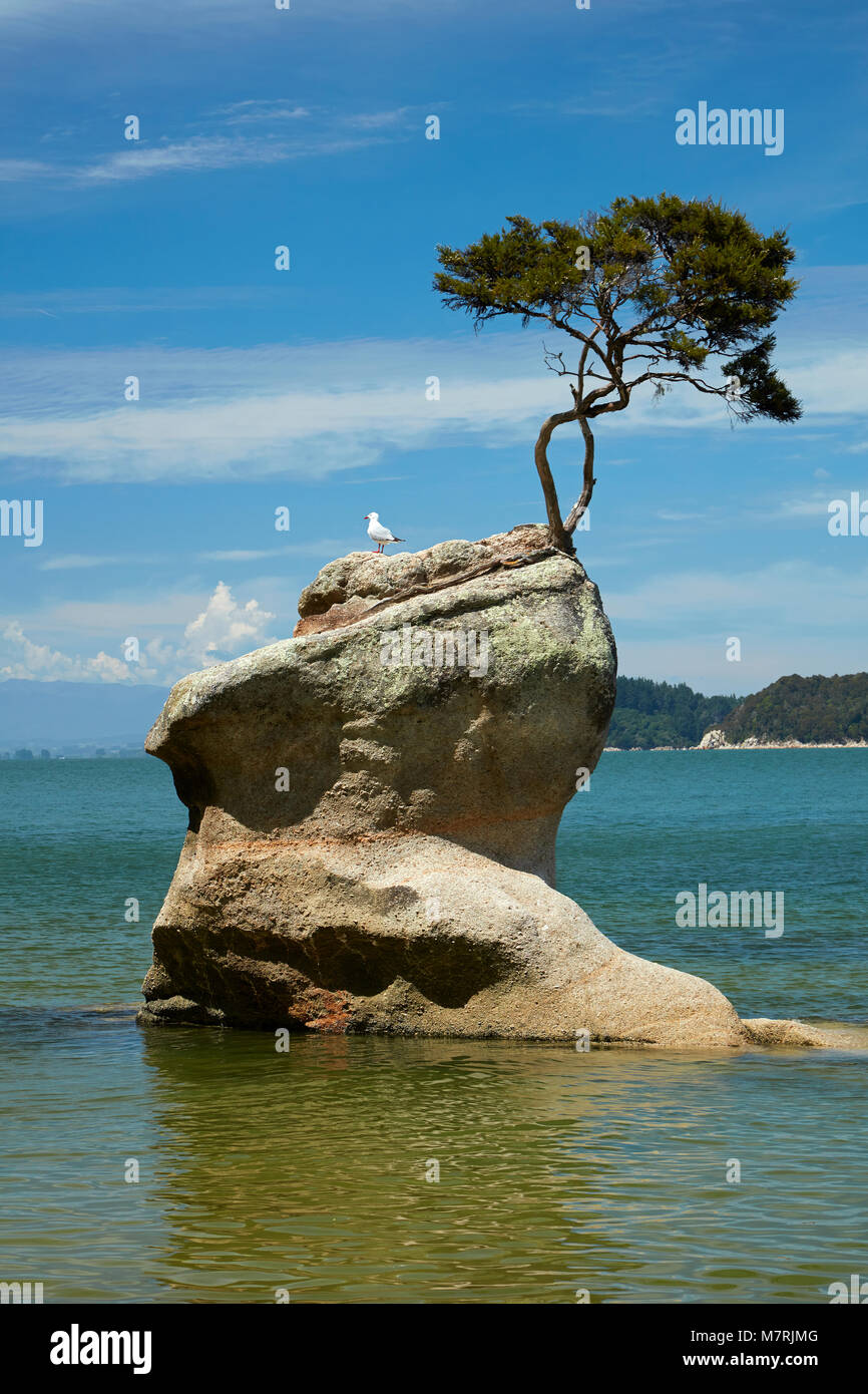 Tree on rock, Tinline Bay, Abel Tasman National Park, Nelson Region ...