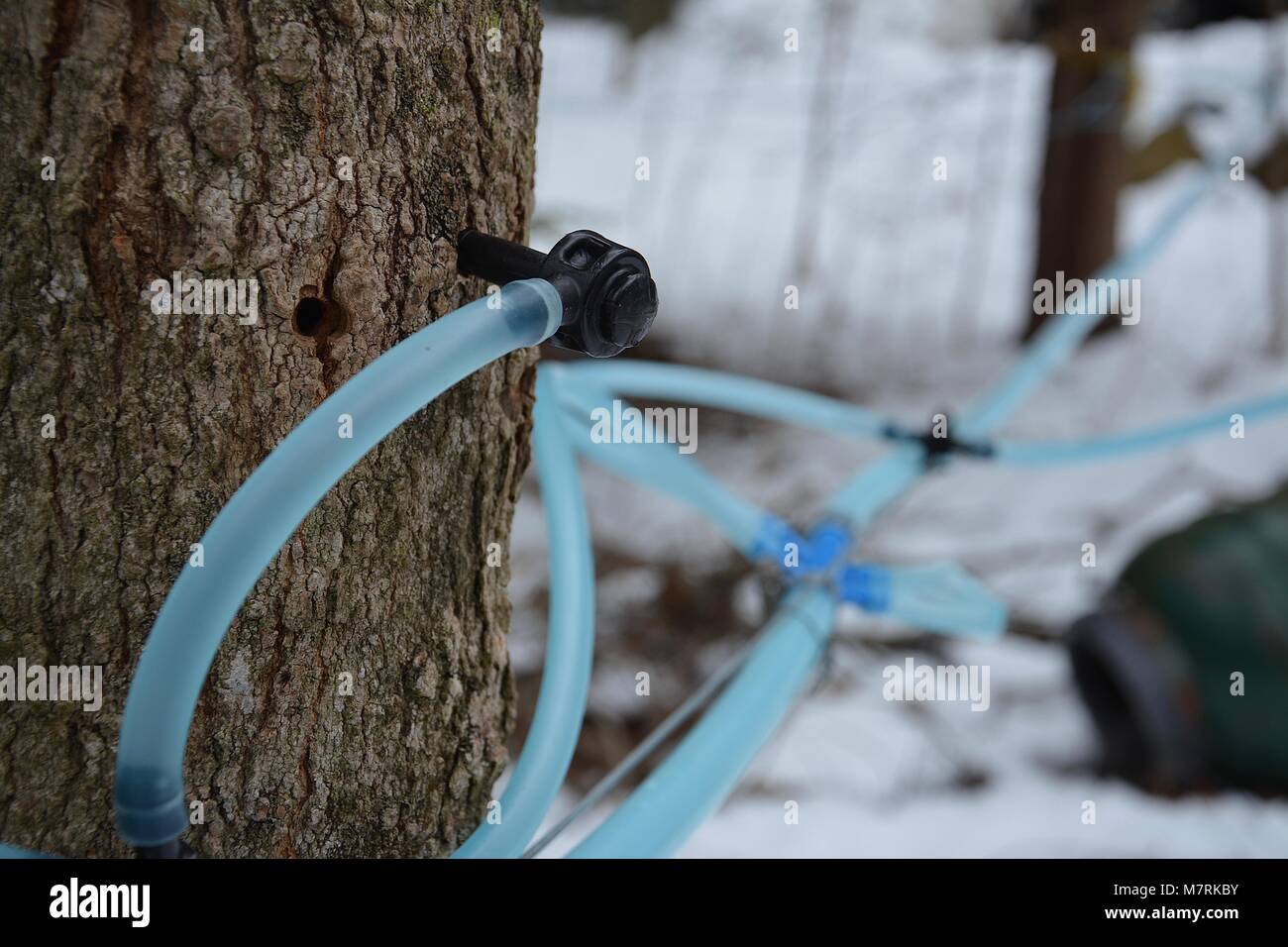 Maple Sap collection lines in rural Upstate New York for Maple Syrup