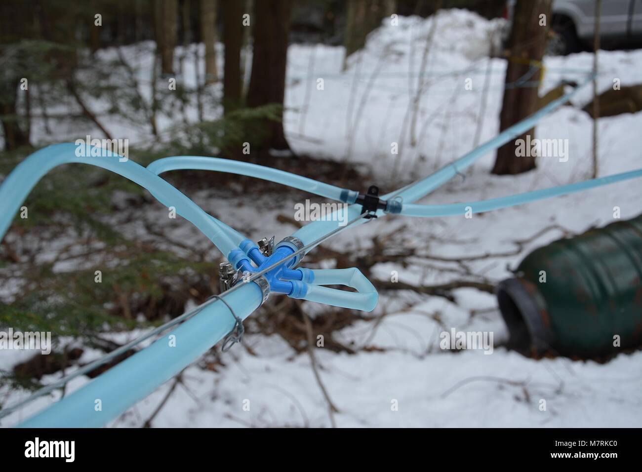 Maple Sap collection lines in rural Upstate New York for Maple Syrup