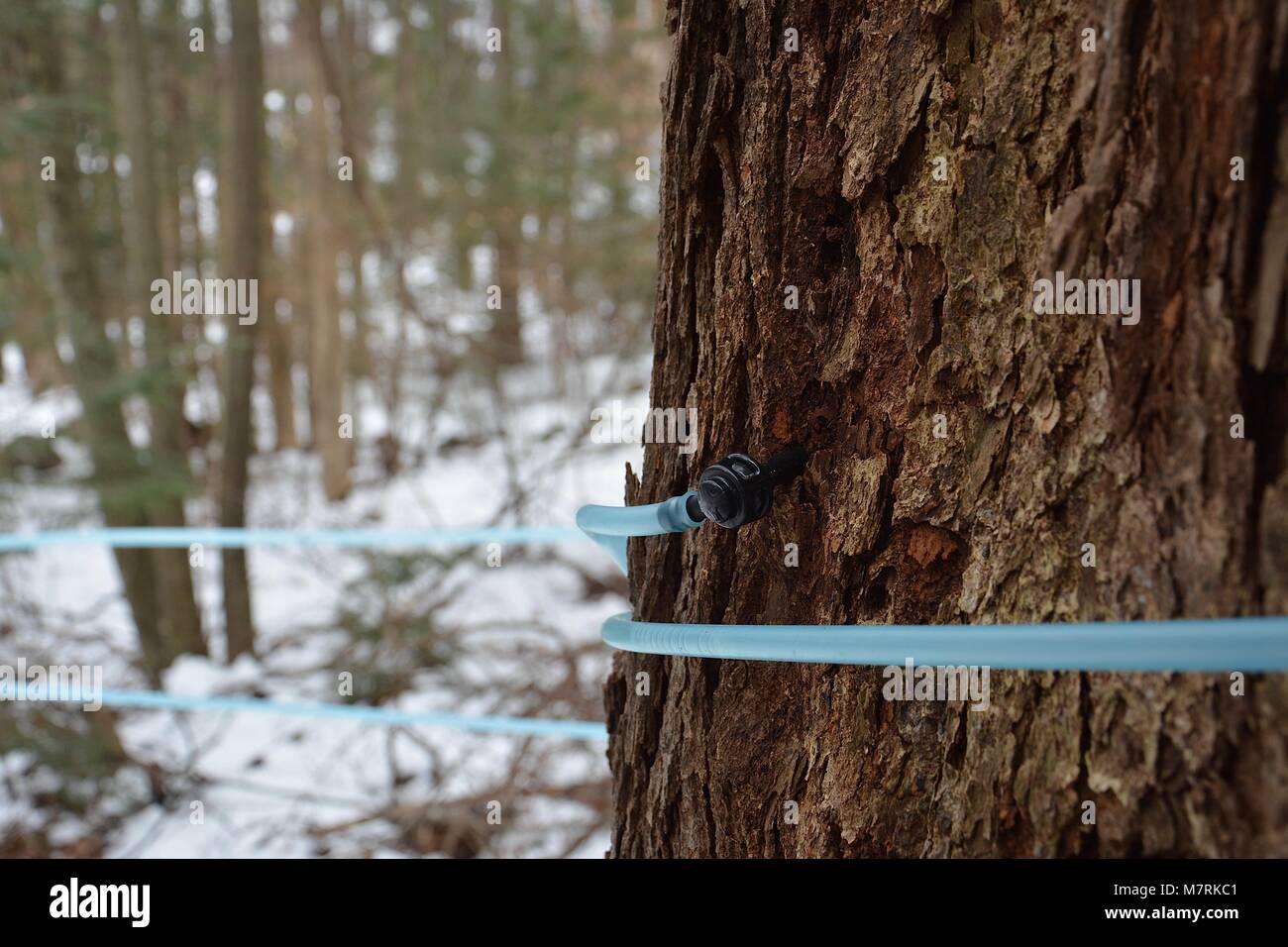 Maple Sap collection lines in rural Upstate New York for Maple Syrup