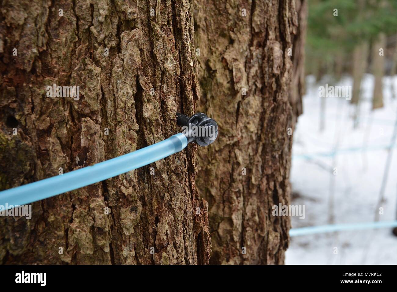 Maple Sap collection lines in rural Upstate New York for Maple Syrup