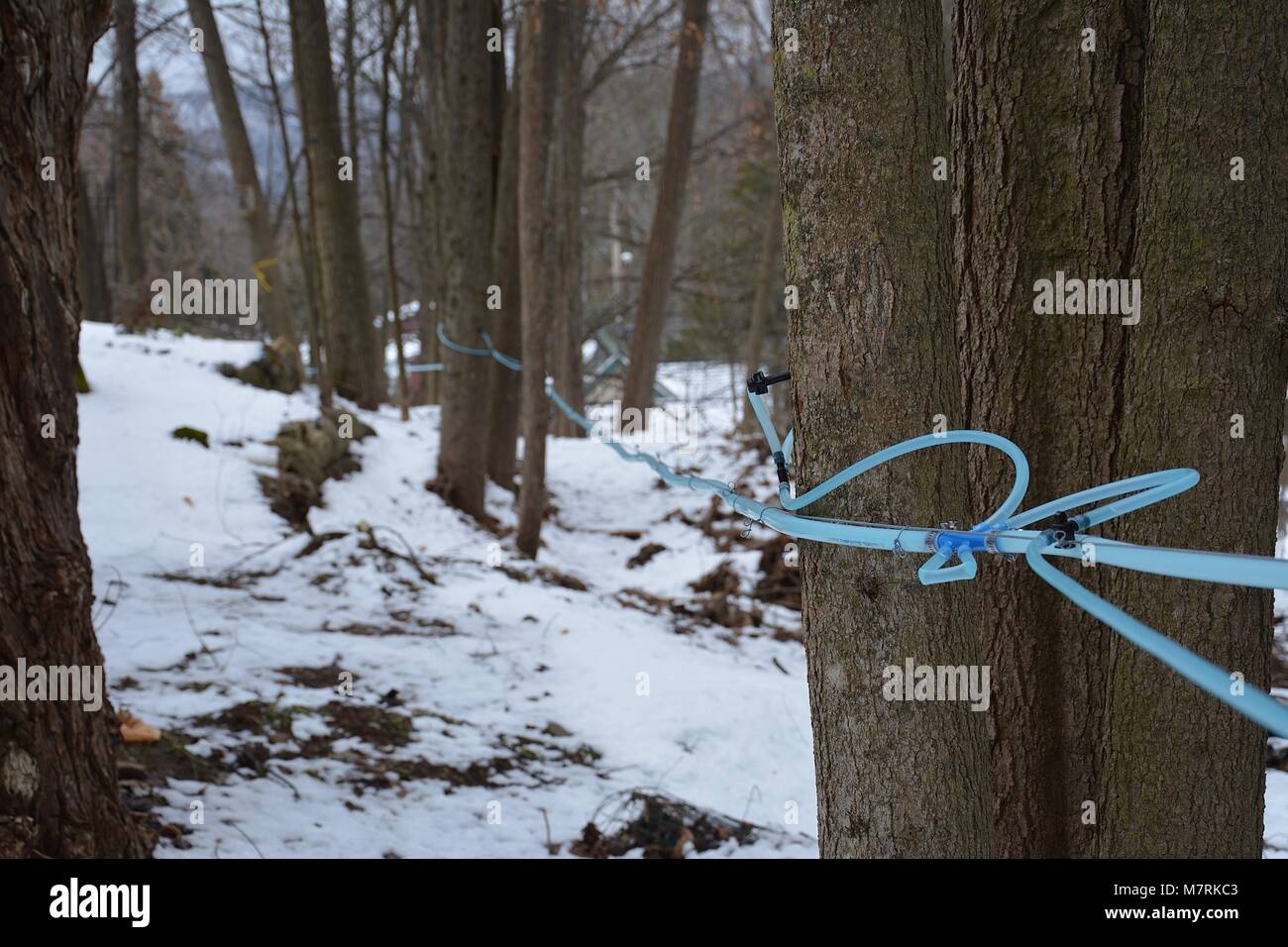 Maple Sap collection lines in rural Upstate New York for Maple Syrup