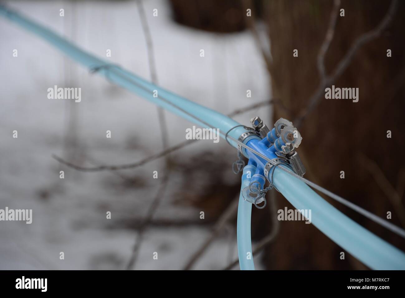 Maple Sap collection lines in rural Upstate New York for Maple Syrup
