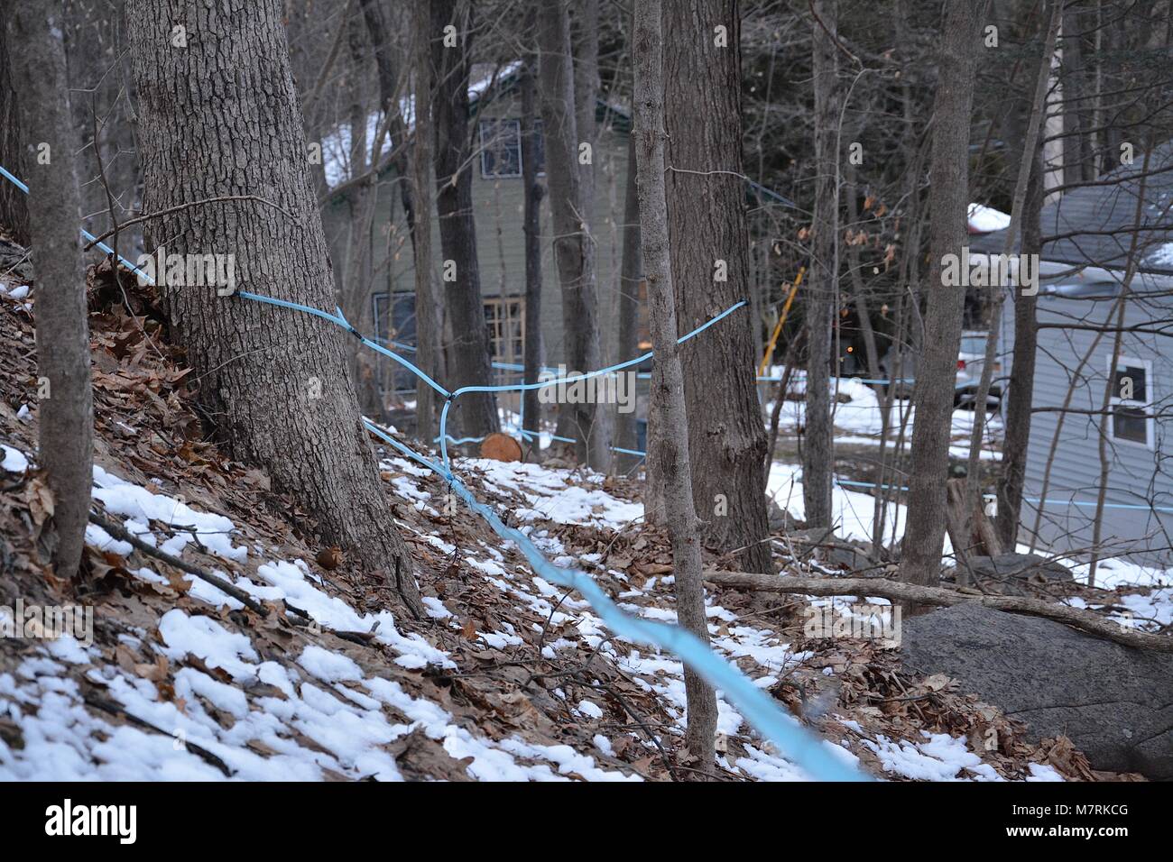 Maple Sap collection lines in rural Upstate New York for Maple Syrup