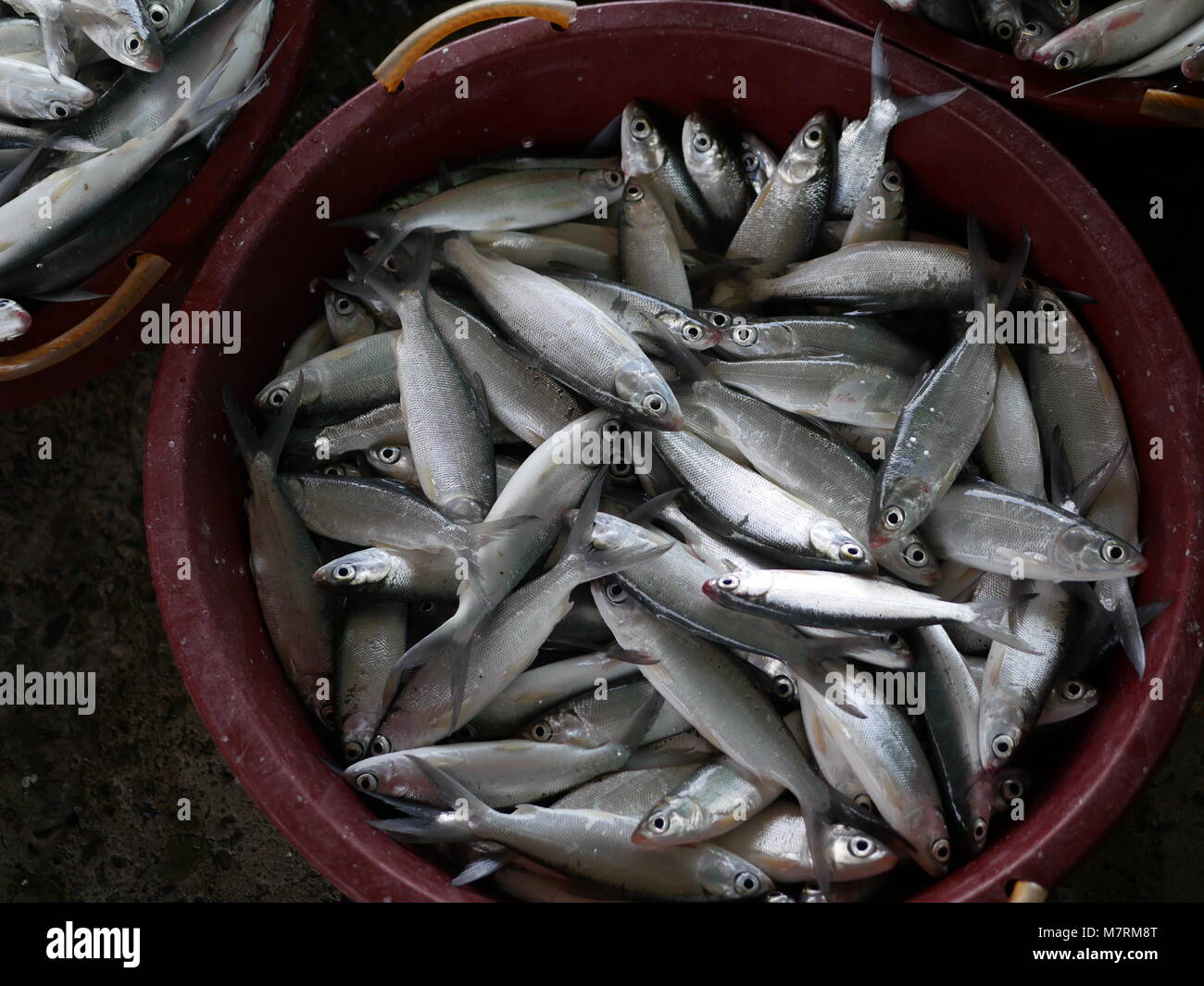 The Milk Fish Or Bangus In A Big Plastic Washbasin Are Rather Stock Photo Alamy