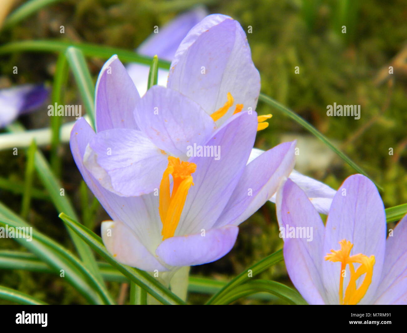 March grass hi-res stock photography and images - Alamy
