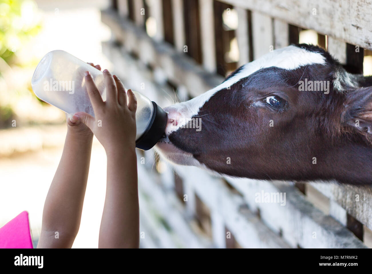 Closeup Baby cow feeding on milk bottle by hand child in Thailand